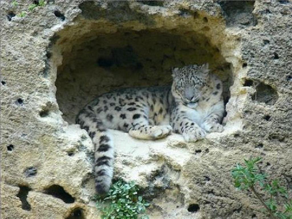 149 BIO PARC DE DOUE LA FONTAINE 3- 2016_000012.jpg